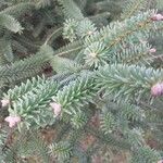 Abies pinsapo Blad