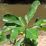 Uapaca heudelotii Leaf