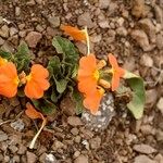 Crossandra fruticulosa Habit