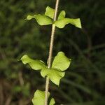 Rauvolfia ligustrina Leaf