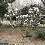 Rhododendron fulvum Habitus