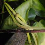 Philodendron cordatum Kabuk
