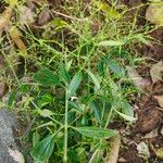 Andrographis paniculata Leaf