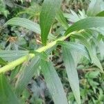 Solidago chilensis Feuille