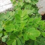 Cassia obtusifolia Leaf