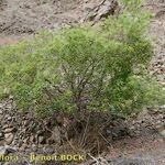 Salix pedicellata Habitat