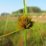 Carex bohemica Плід