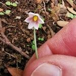 Acis rosea Flower