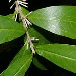 Cestrum schlechtendalii 葉