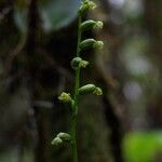 Benthamia herminioides Flor