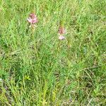 Onobrychis viciifolia Fiore