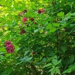 Rubus spectabilis موطن