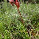 Serapias vomeracea Celota