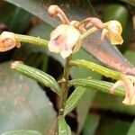 Oeceoclades maculata Flower