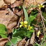 Viola rotundifolia 整株植物