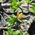 Pemphis acidula Blüte