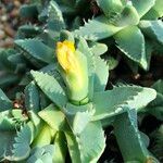 Faucaria tigrina Vivejo