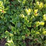 Mesembryanthemum cordifolium Blad