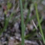 Eleocharis compressa Casca