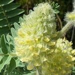 Astragalus alopecurus Fleur