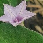 Convolvulus sagittatus फूल