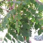 Koelreuteria paniculata पत्ता