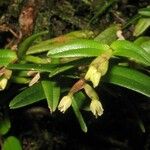 Epidendrum strobiliferum Іншае