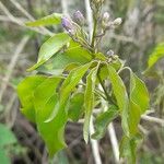 Bignonia callistegioides List