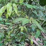 Phaeanthus ophthalmicus Leaf