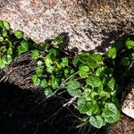 Cochlearia danica Habitat