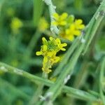 Sisymbrium officinale Flower