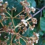 Harungana madagascariensis Blüte