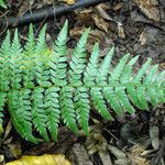 Polystichum braunii Лист