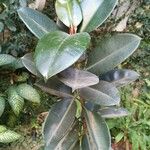 Ficus elastica Folha