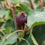 Amelanchier alnifolia Fruit