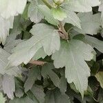 Hibiscus syriacus Lehti