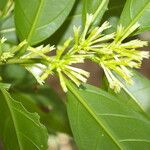 Cestrum glanduliferum Blad