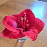 Hippeastrum reginae Blodyn