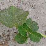 Ipomoea asarifolia Leaf