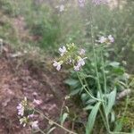 Arabidopsis arenosaFlower