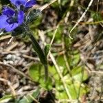 Veronica bellidioides Blomst