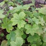 Pelargonium multibracteatum Leaf