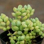 Cotyledon pendens Hoja