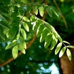 Sophora japonica Leaf