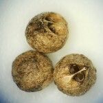 Bifora testiculata Плод