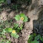 Modiolastrum malvifolium Floare