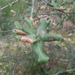 Quercus suber Leaf