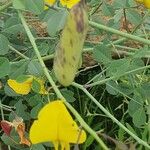 Crotalaria laburnifolia Fruit