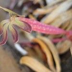 Tapinanthus dependens Flor