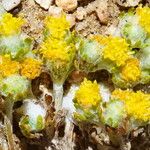 Eriophyllum pringlei Flor